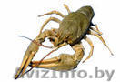 живой речной рак - Изображение #1, Объявление #38161
