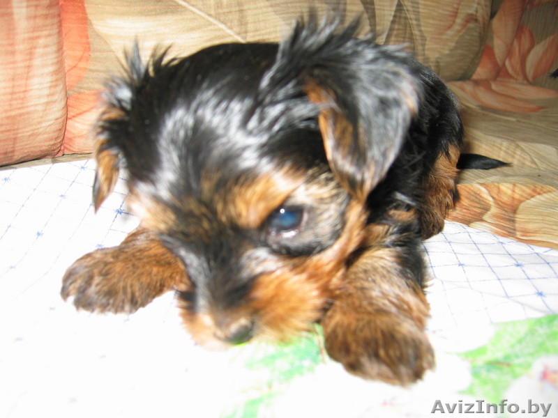маленькое чудо - щенки йоркширского терьера - Изображение #1, Объявление #42238