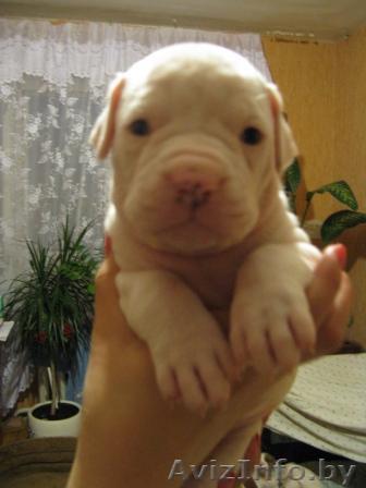 АМЕРИКАНСКИЙ БУЬДОЖКА - Изображение #1, Объявление #37913