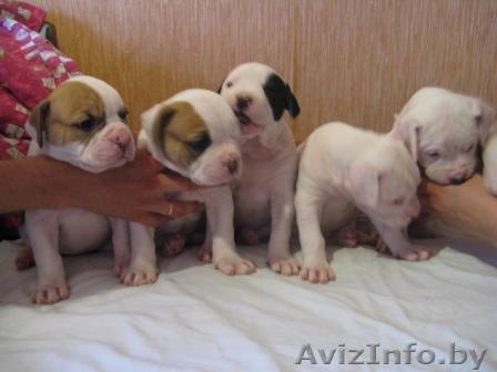 американский бульдог щенки, есть выбор - Изображение #1, Объявление #40609