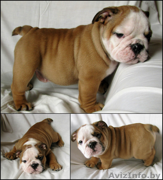 Английский бульдог - Изображение #1, Объявление #43557