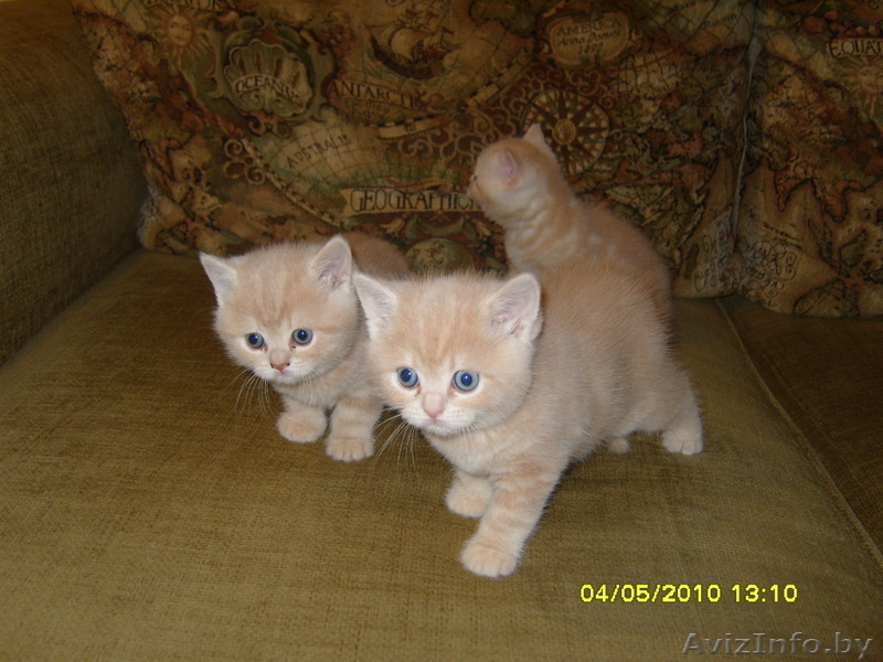 Элитные британские котята - Изображение #1, Объявление #43993
