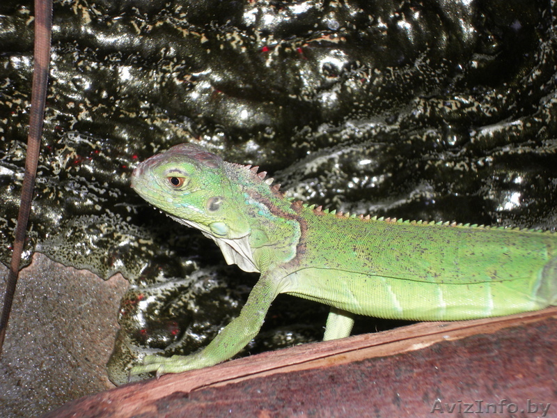 Ящерицы: зелёная игуана, бородая агама - Изображение #1, Объявление #47071