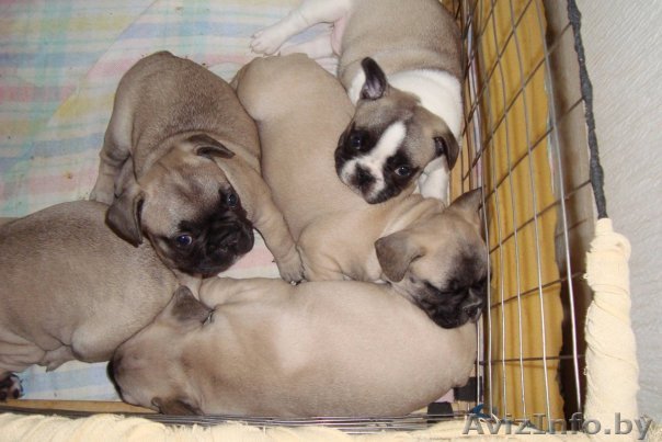 Щенки французского бульдога_ - Изображение #1, Объявление #44484