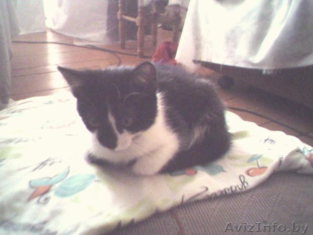 Отдам котёнка в хорошие руки - Изображение #1, Объявление #47571