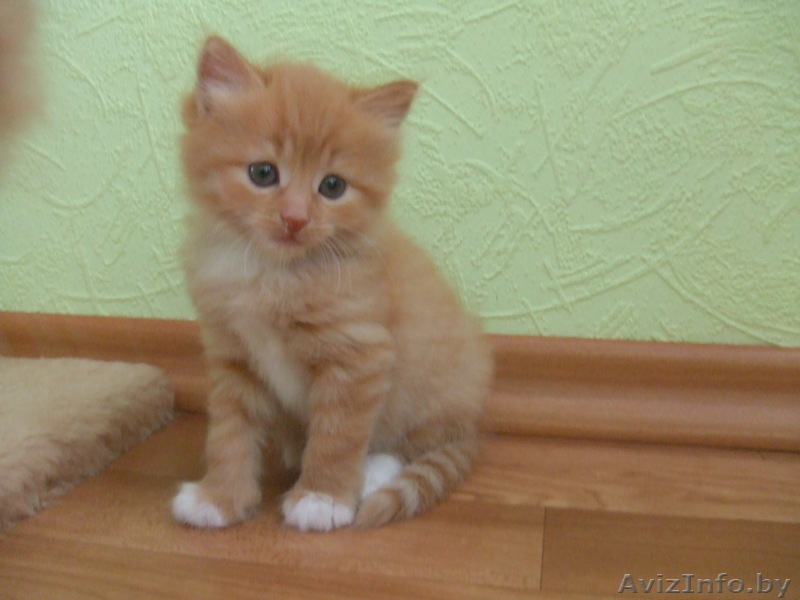 Рыжий котенок в дар - Изображение #1, Объявление #57138