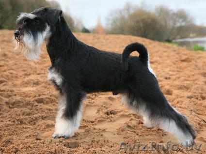 Черный с серебром цвергшнауцера щенки - Изображение #1, Объявление #57324