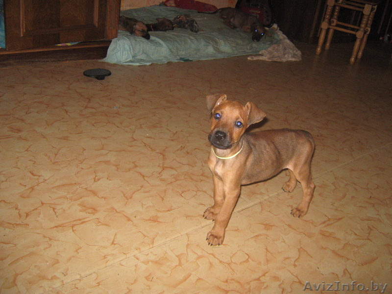 Продам щенка Доберман+Боксер - Изображение #1, Объявление #57391
