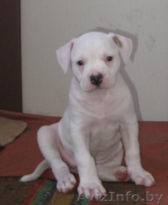 щенки американского бульдога ждут своего хозяина - Изображение #1, Объявление #47830