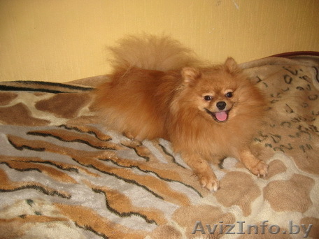 Предлагаю для вязки кобеля немецкого (померанского) карликового шпица - Изображение #1, Объявление #51903