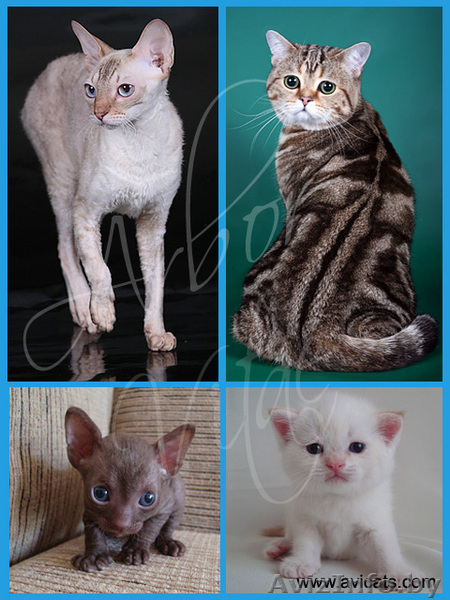 Британские мишутки из питомника - Изображение #1, Объявление #57896