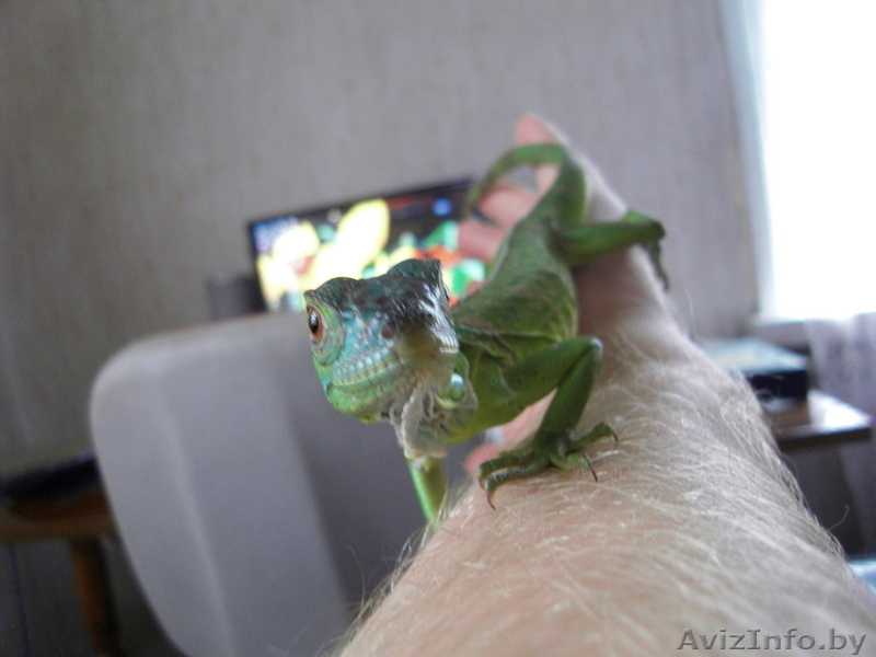 Игуана зеленая - Изображение #1, Объявление #52731