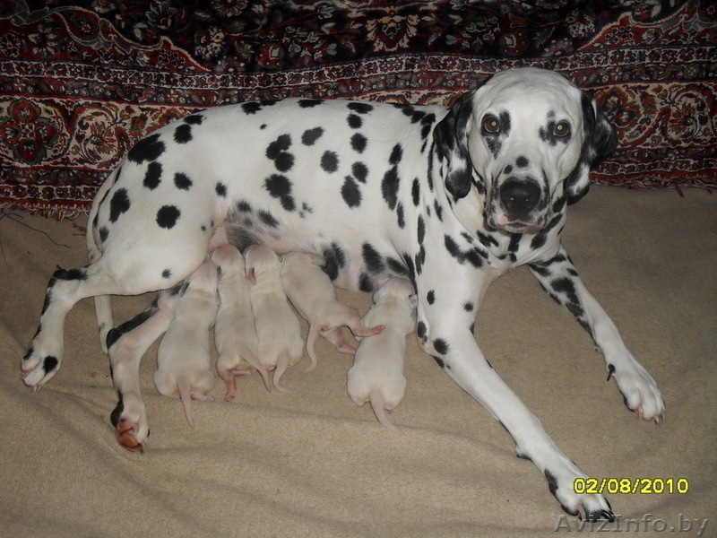 Щенки далматина - Изображение #1, Объявление #49411