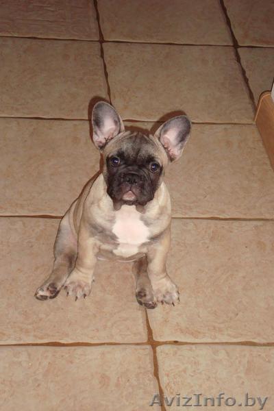 ПРОДАМ ЩЕНКА ПОРОДЫ ФРАНЦУЗСКИЙ БУЛЬДОГ, ДЕВОЧКА - Изображение #1, Объявление #52179