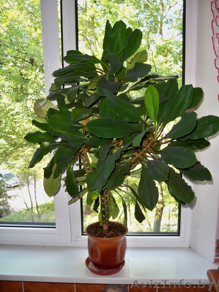 комнатная пальма, 5 лет - Изображение #1, Объявление #64670