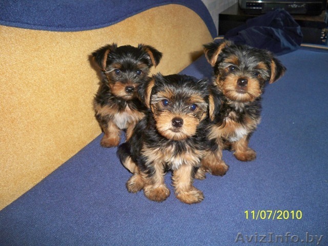 Йоркширские терьеры (кобели) - Изображение #1, Объявление #65795