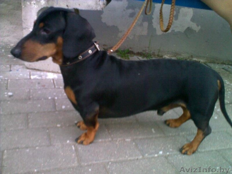 породистая такса в дар - Изображение #1, Объявление #69363