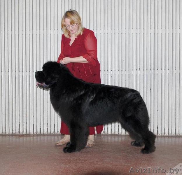 Щенки ньюфаундленда - Изображение #1, Объявление #61483