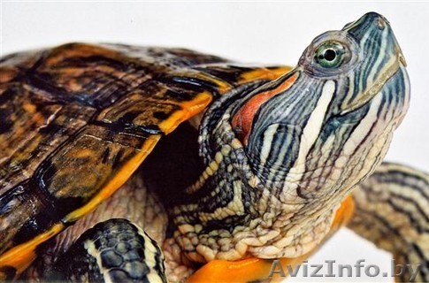 Продам 2 красноухих водных черепах вместе с аквариумом - Изображение #1, Объявление #61826