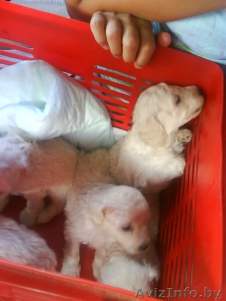 продаются щенки (карликовый пудель,белый) - Изображение #1, Объявление #71850