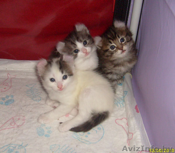 Американский кёрл - котята для Вас - Изображение #1, Объявление #71825