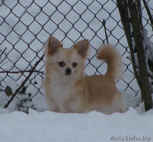 Чихуа-хуа кобель для вязок - Изображение #1, Объявление #65387