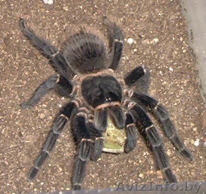 паук птицеед Lasiodora parahybana - Изображение #1, Объявление #70971