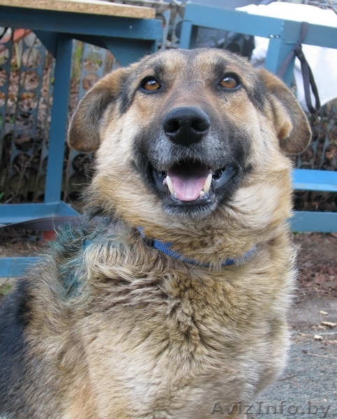 Гармиш - чепрачный кареглазый пес-мечта - Изображение #1, Объявление #72769