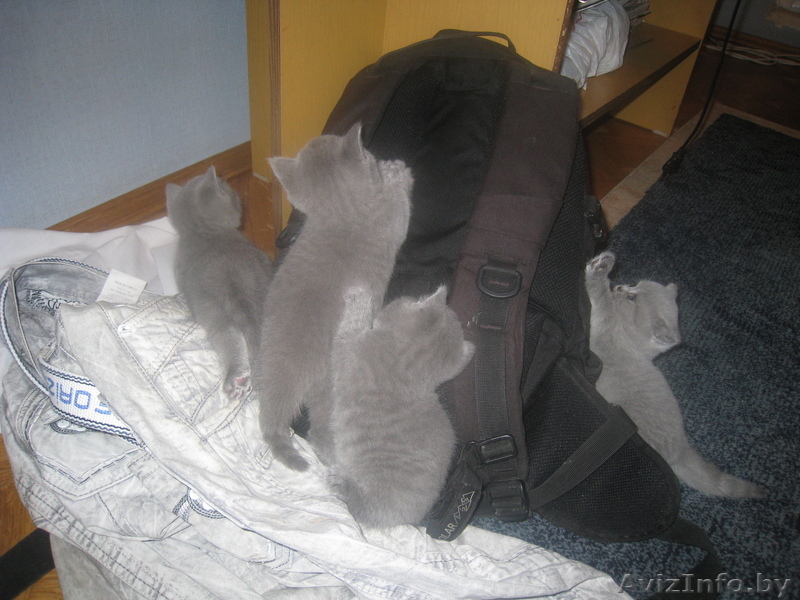 голубые британцы - Изображение #1, Объявление #67033