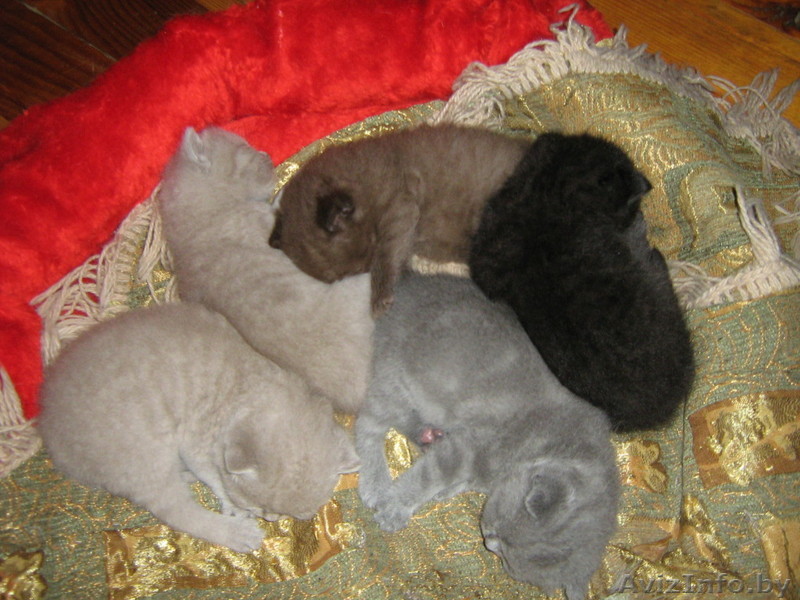 Британские котята супер - Изображение #1, Объявление #70121