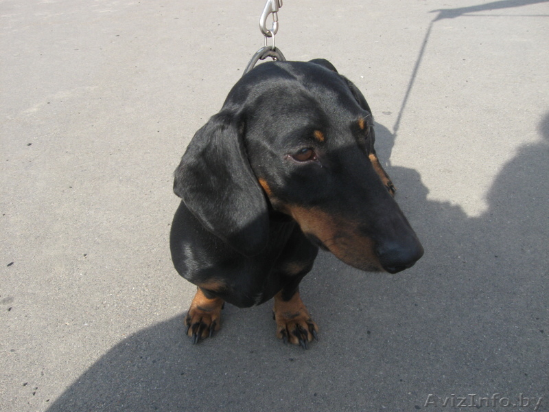 Очаровательная такса ищет новых хозяев - Изображение #1, Объявление #68584