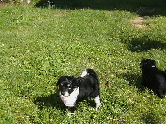 Отдам щенка в добрые руки! - Изображение #1, Объявление #64859