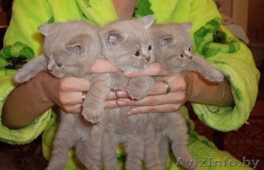 Британскеи и шотландские вислоухие котята - Изображение #1, Объявление #70430