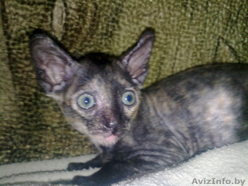 продам или поменяю - Изображение #1, Объявление #62623