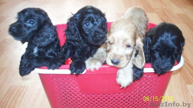 английский кокер спаниель - Изображение #1, Объявление #68023