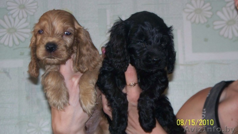 Английский кокер спаниель щенки - Изображение #1, Объявление #66511