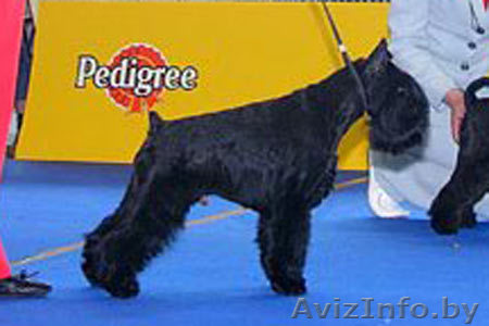 Цвергшнауцера элитные щенки! +375 29 770 97 90 - Изображение #1, Объявление #62531