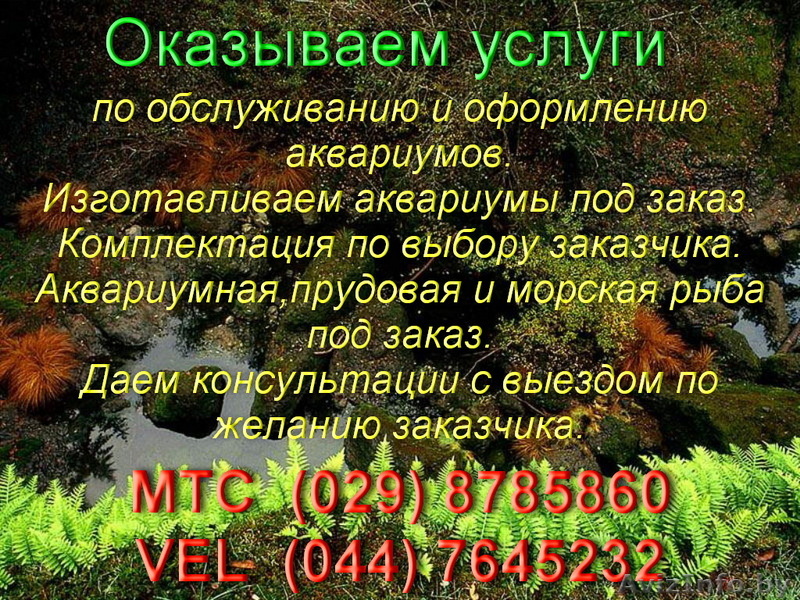 Аквариумы-чистка,обслуживание,консультации - Изображение #1, Объявление #68377