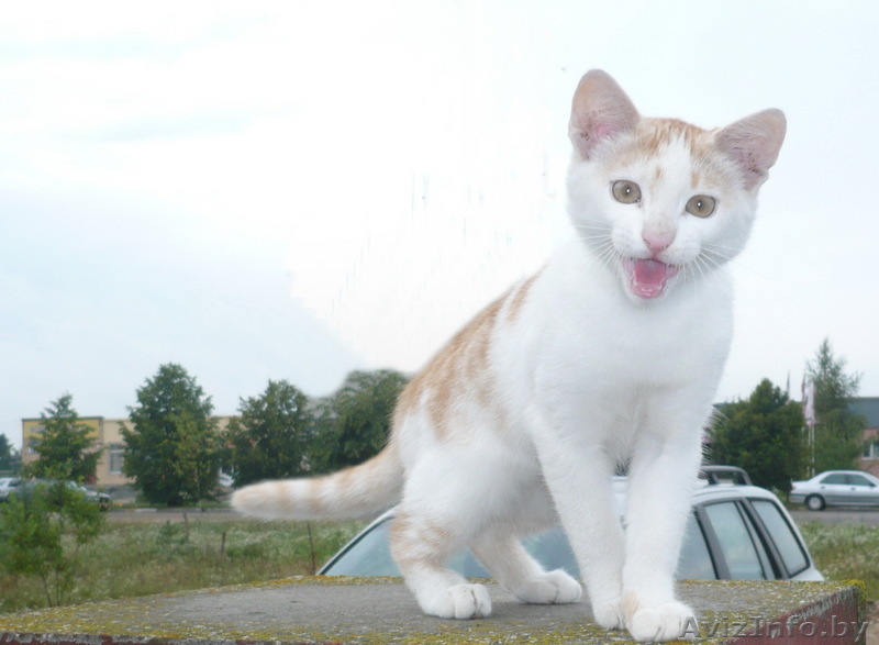 котик в дар 4 мес. - Изображение #1, Объявление #73394