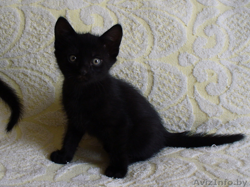 Котенок 1 мес. 1 нед. в хорошие руки - Изображение #1, Объявление #71722