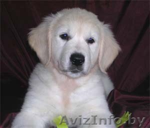 щенки золотистого (голден) ретривера - Изображение #1, Объявление #22525