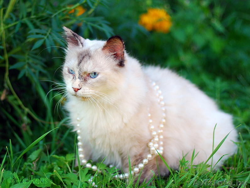 Воплощенная гармония - кошечка-мечта - голубоглазая пушистая красавица - Изображение #1, Объявление #65513