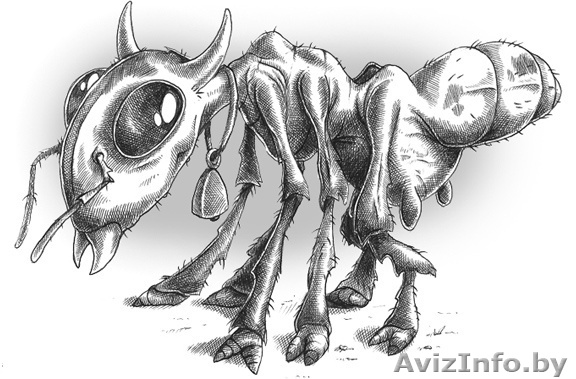 ГРУЗЧИКИ.БАЙ – набирай и вызывай!!! - Изображение #1, Объявление #71384