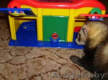 продам хорька мальчика в минске - Изображение #1, Объявление #71596