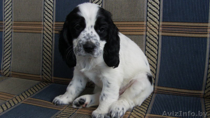 Щенок русского спаниеля продажа - Изображение #1, Объявление #72972