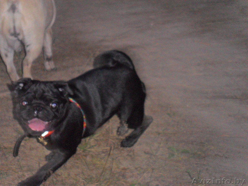 Жизнерадостная девочка чёрного мопса - Изображение #1, Объявление #69648