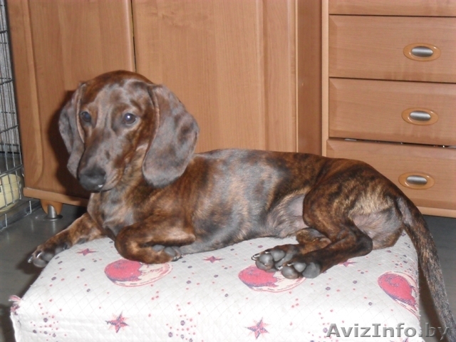 продам щенка карликовой таксы . - Изображение #1, Объявление #60193