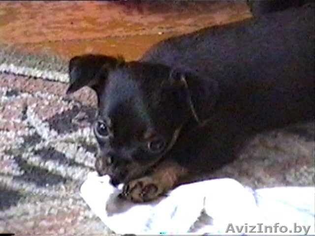 Щенки рус гл/ш той-терьера - Изображение #1, Объявление #68763