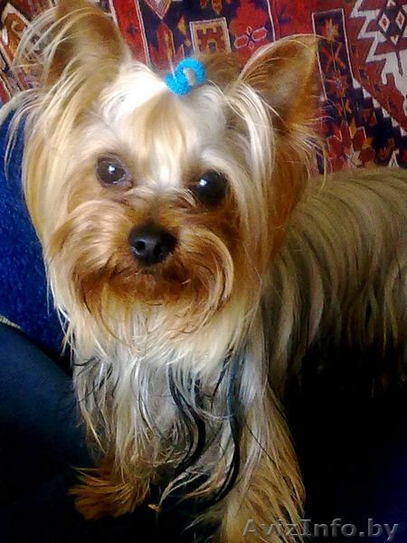 Йорк-мальчик ищет йорка-девочку - Изображение #1, Объявление #72356