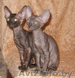 Корниш-рекса котята - Изображение #1, Объявление #60804